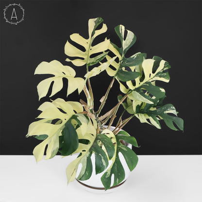 difference between monstera deliciosa and rhaphidophora tetrasperma Rhaphidophora Tetrasperma Variegated – Curious Plant Killer