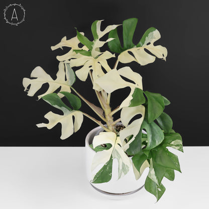 Rhaphidophora Tetrasperma Abigarrada