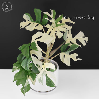 Rhaphidophora Tetrasperma Abigarrada