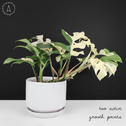 Rhaphidophora Tetrasperma Abigarrada