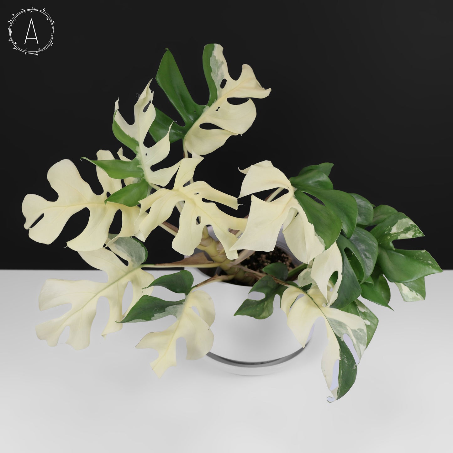 Rhaphidophora Tetrasperma Abigarrada