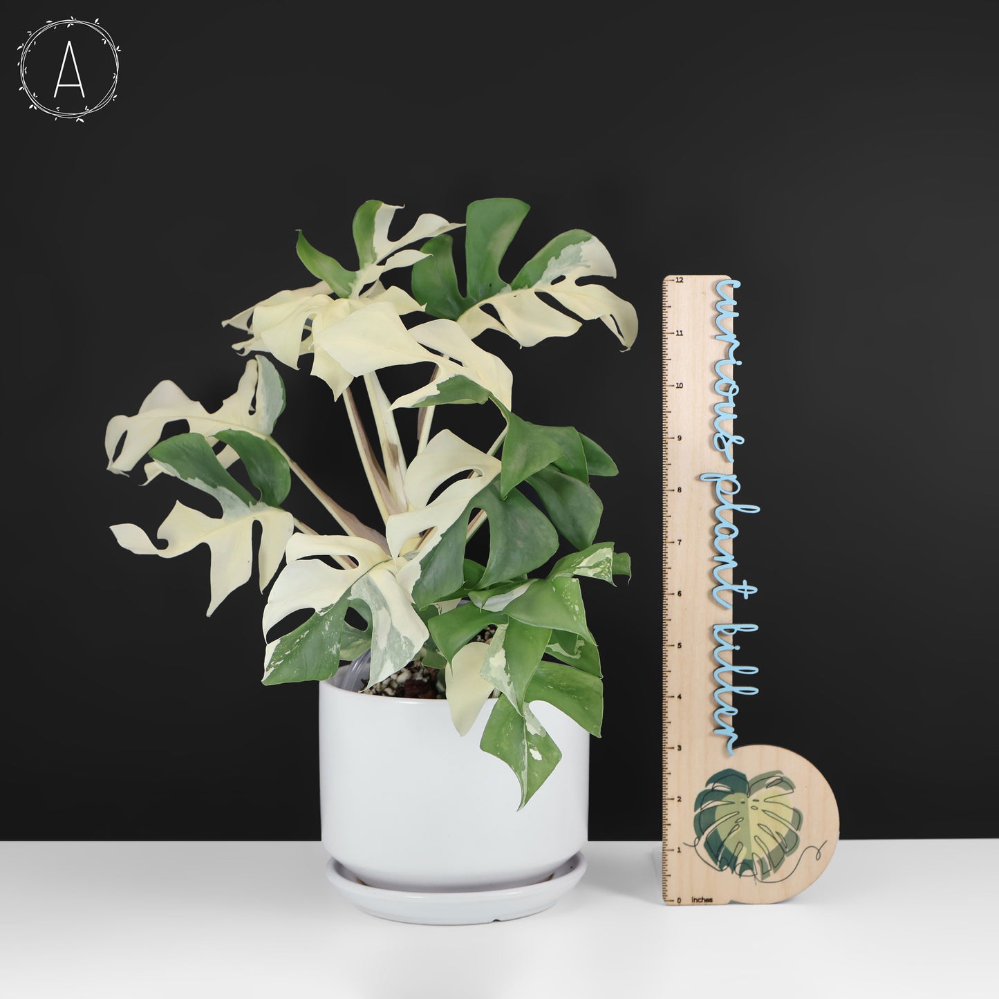 Rhaphidophora Tetrasperma Abigarrada