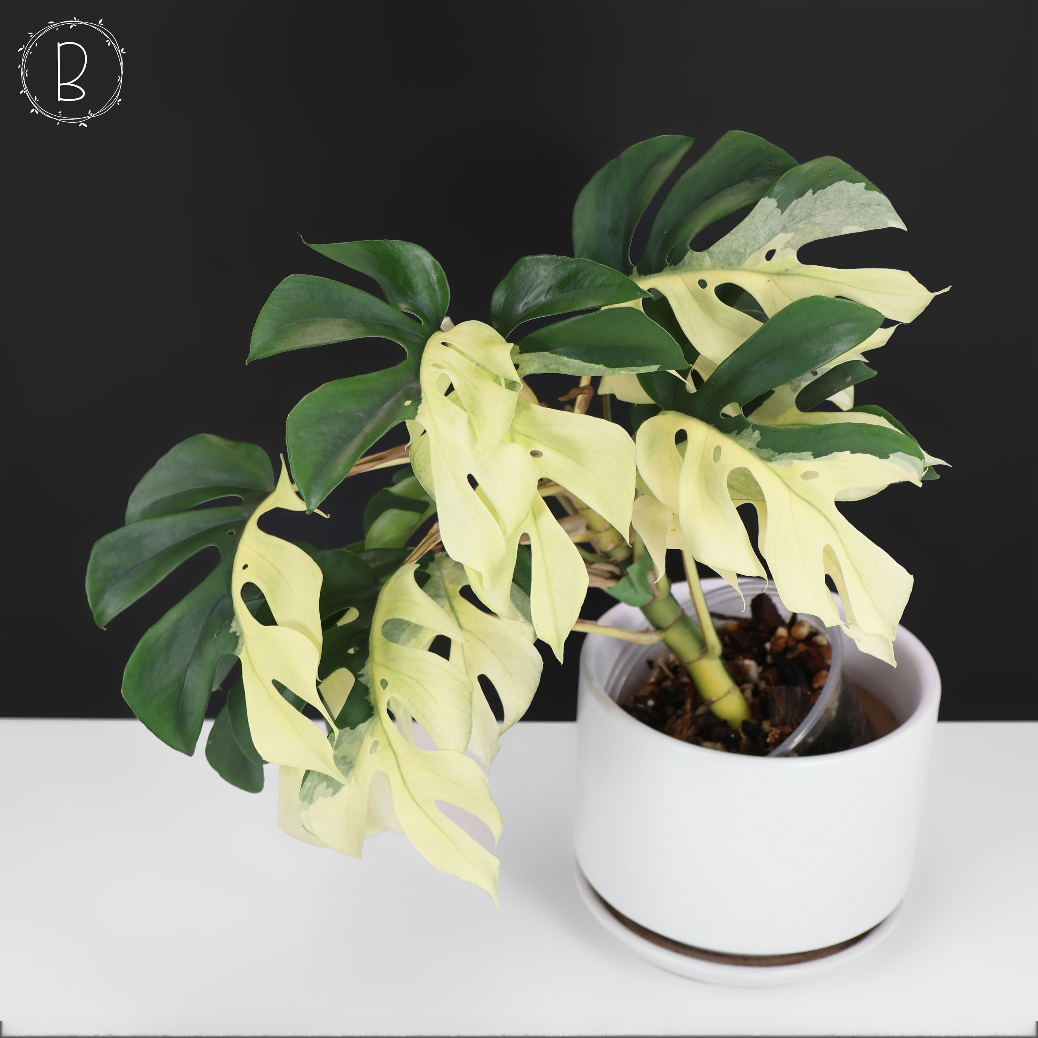 Rhaphidophora Tetrasperma Variegated – Curious Plant Killer