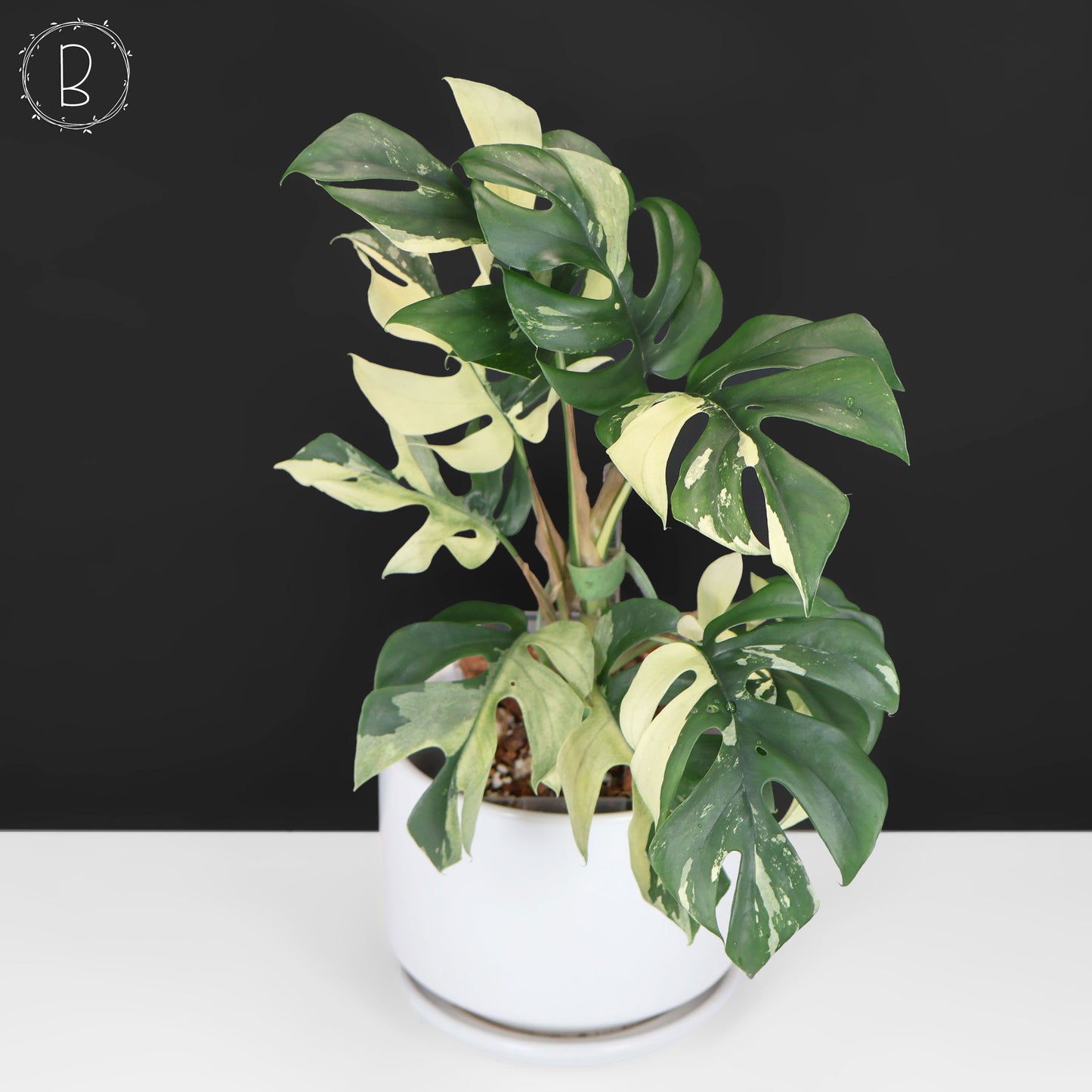 Rhaphidophora Tetrasperma Abigarrada