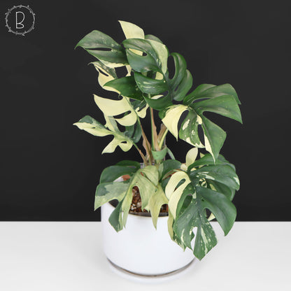 Rhaphidophora Tetrasperma Abigarrada