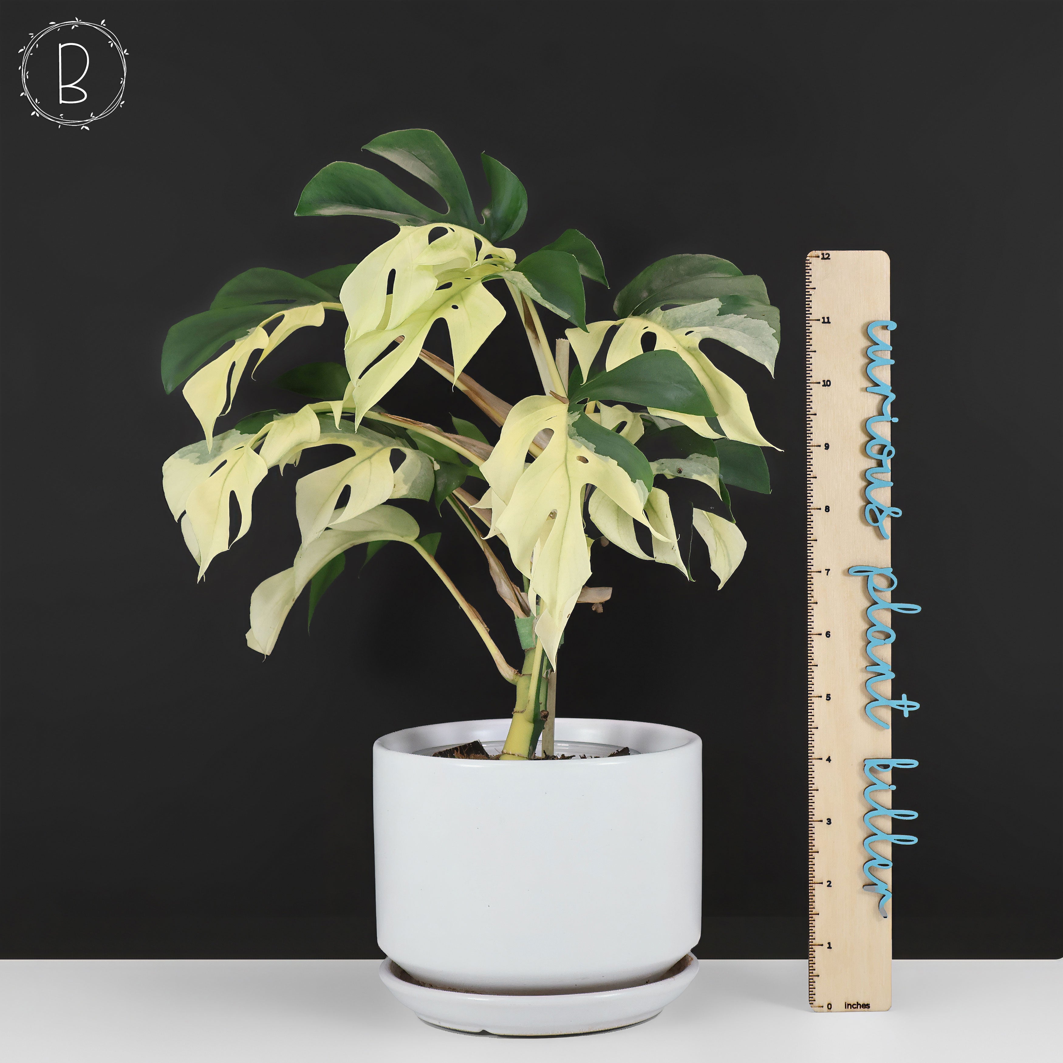 Rhaphidophora Tetrasperma Variegated – Curious Plant Killer