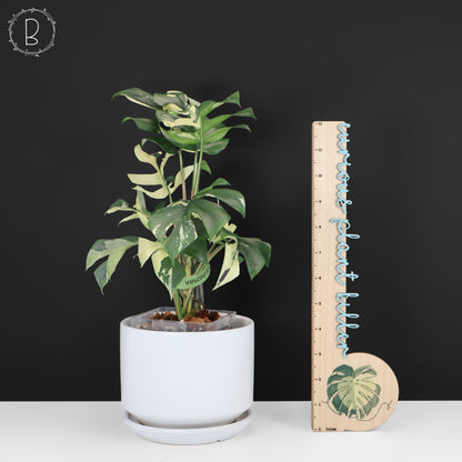 Rhaphidophora Tetrasperma Abigarrada