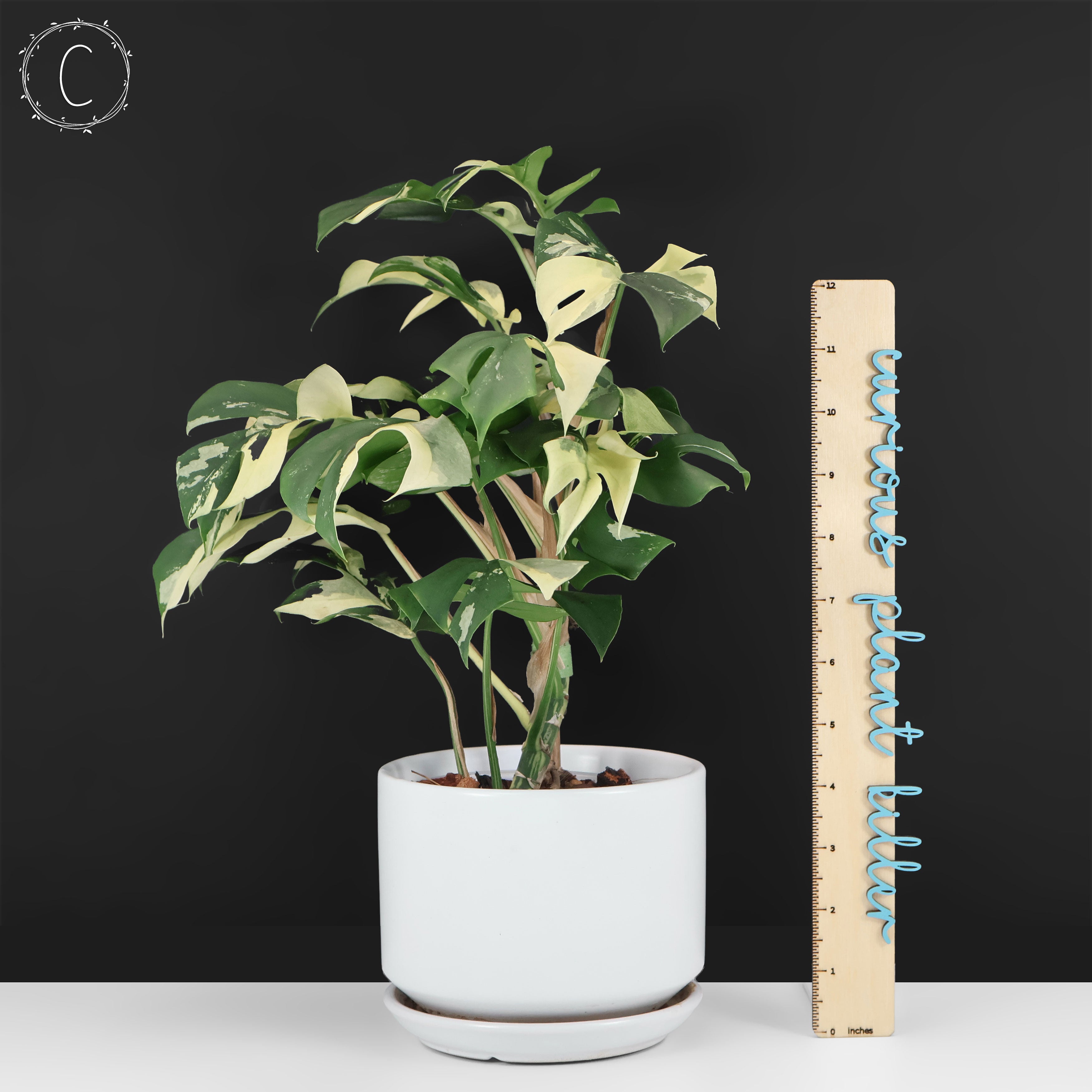 Rhaphidophora Tetrasperma Variegated – Curious Plant Killer
