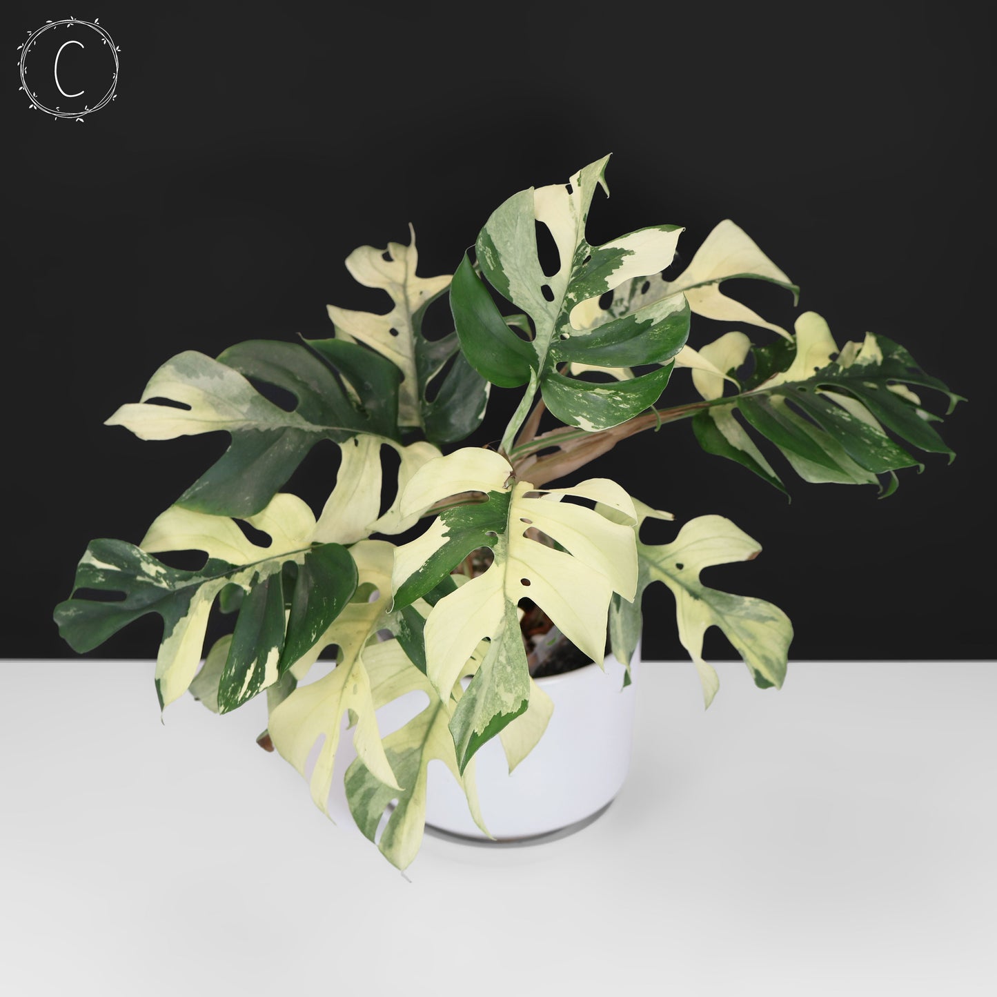 Rhaphidophora Tetrasperma Abigarrada