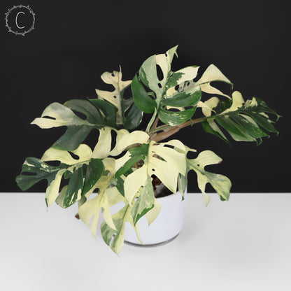 Rhaphidophora Tetrasperma Abigarrada