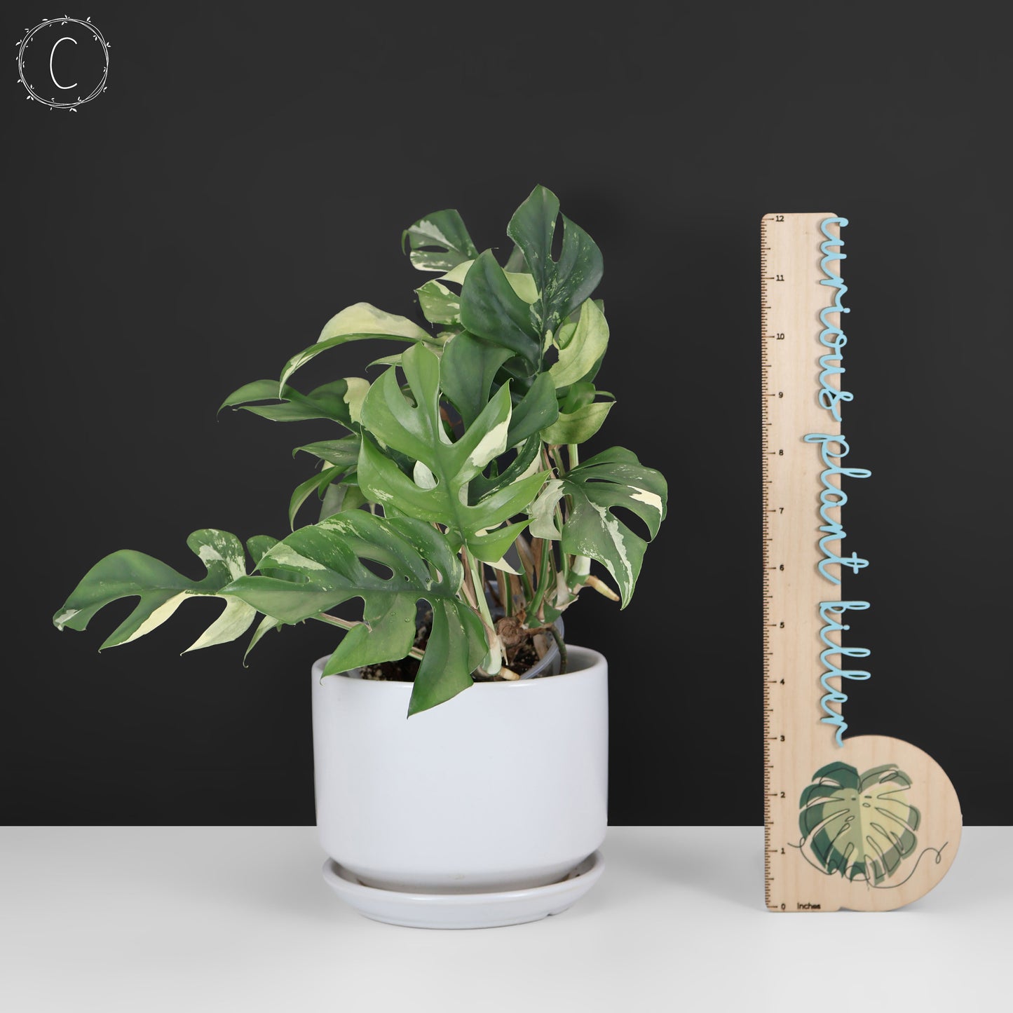 Rhaphidophora Tetrasperma Abigarrada