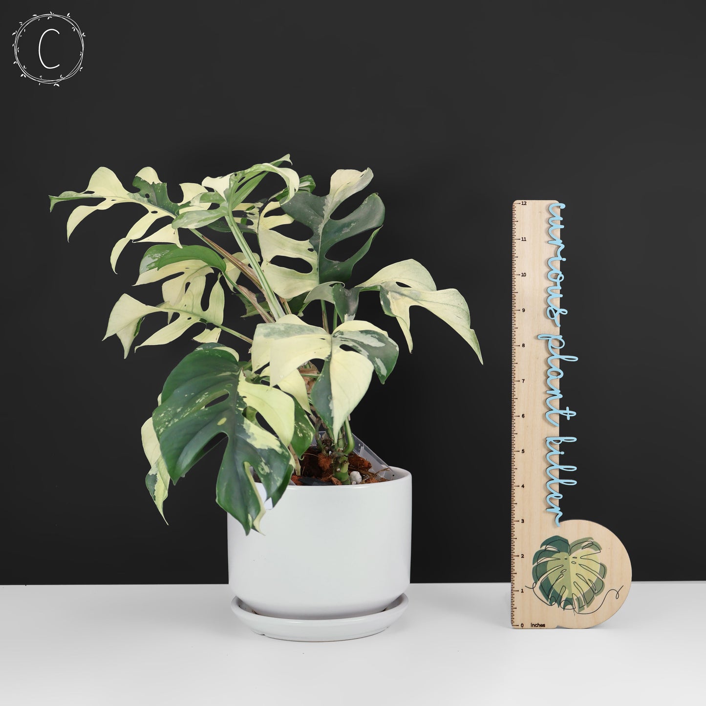 Rhaphidophora Tetrasperma Abigarrada