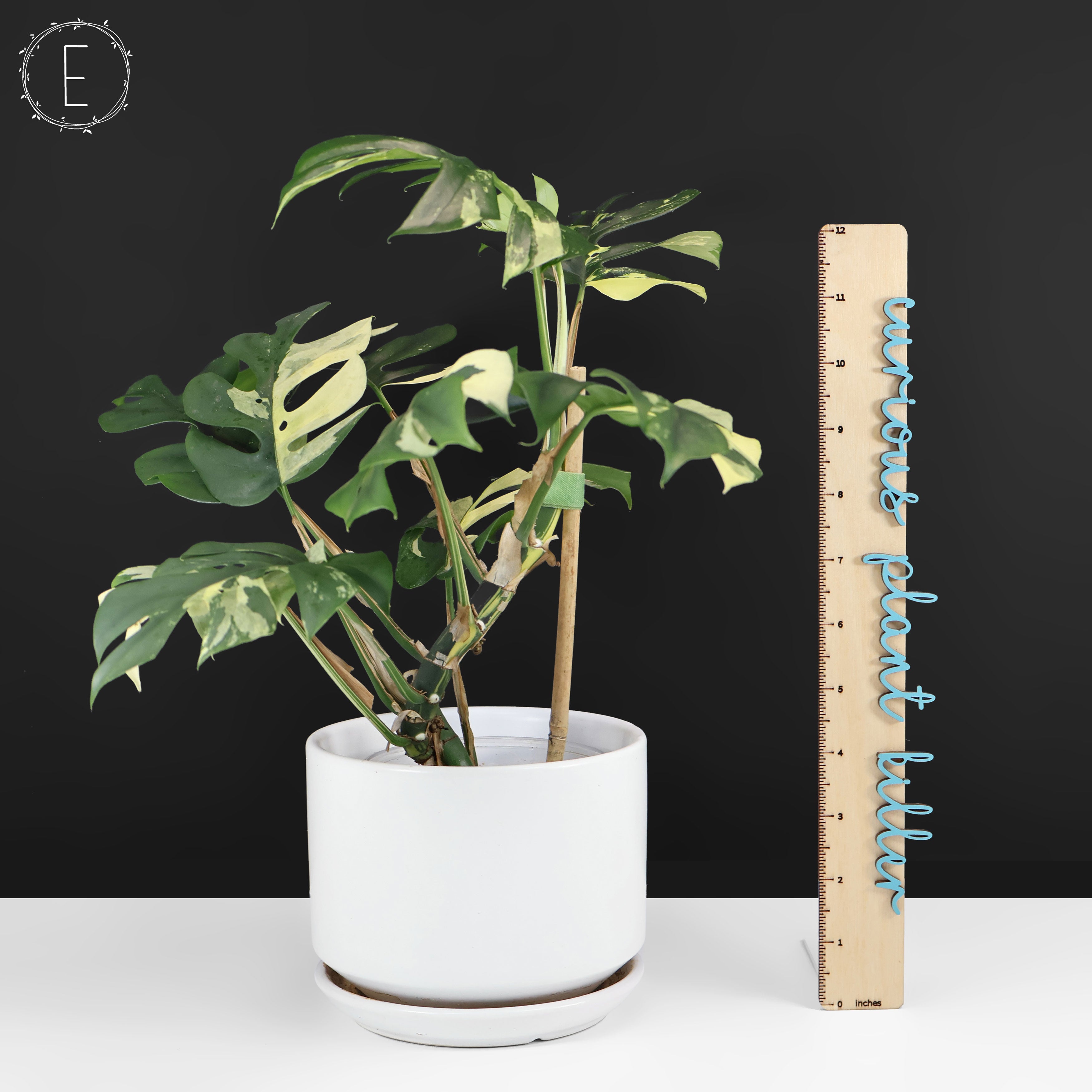Rhaphidophora Tetrasperma Variegated – Curious Plant Killer