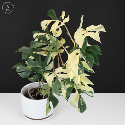 Rhaphidophora Tetrasperma Abigarrada