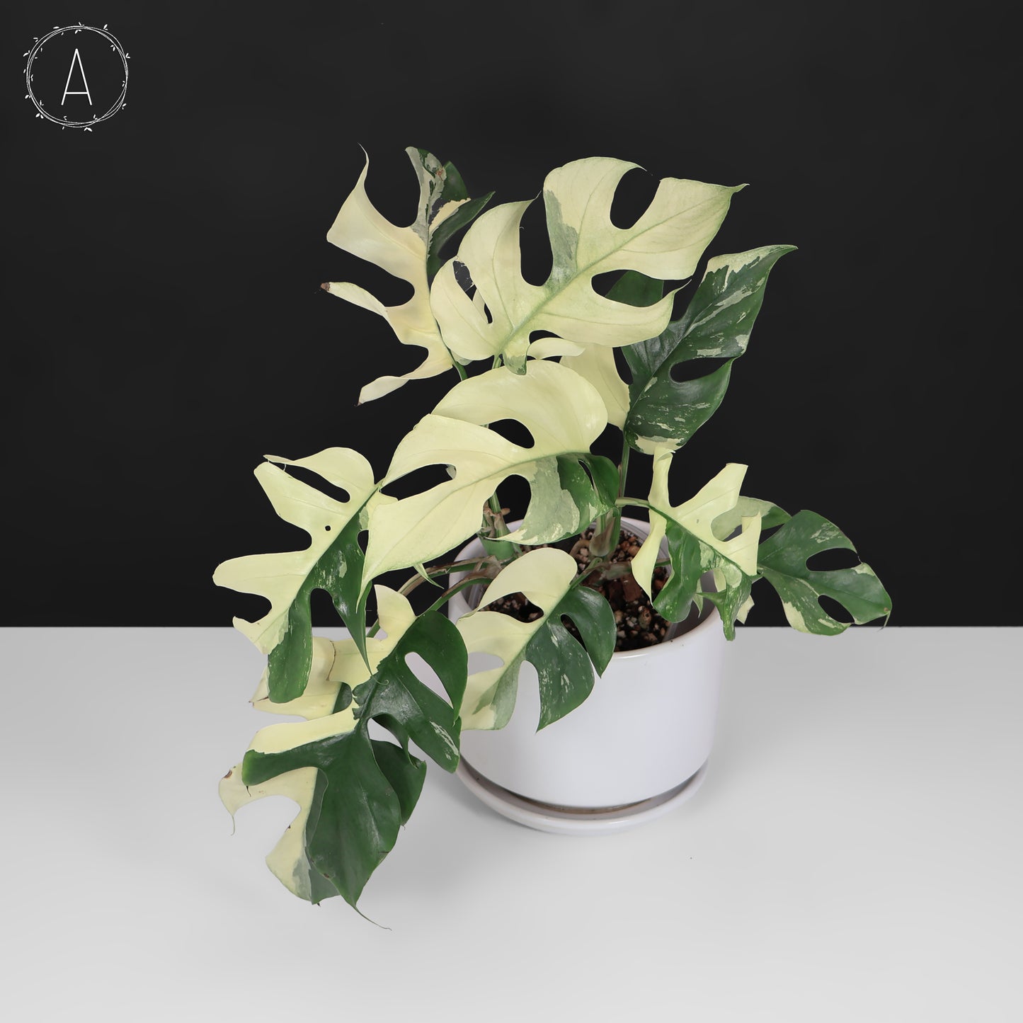 Rhaphidophora Tetrasperma Variegated