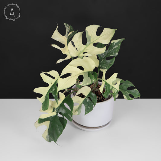 Rhaphidophora Tetrasperma Variegated