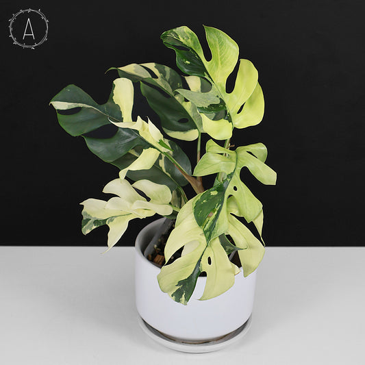 Rhaphidophora Tetrasperma Variegated