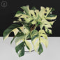 Potted plant with green and yellow leaves on a white surface with a black background