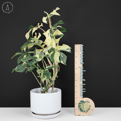 Rhaphidophora Tetrasperma Abigarrada