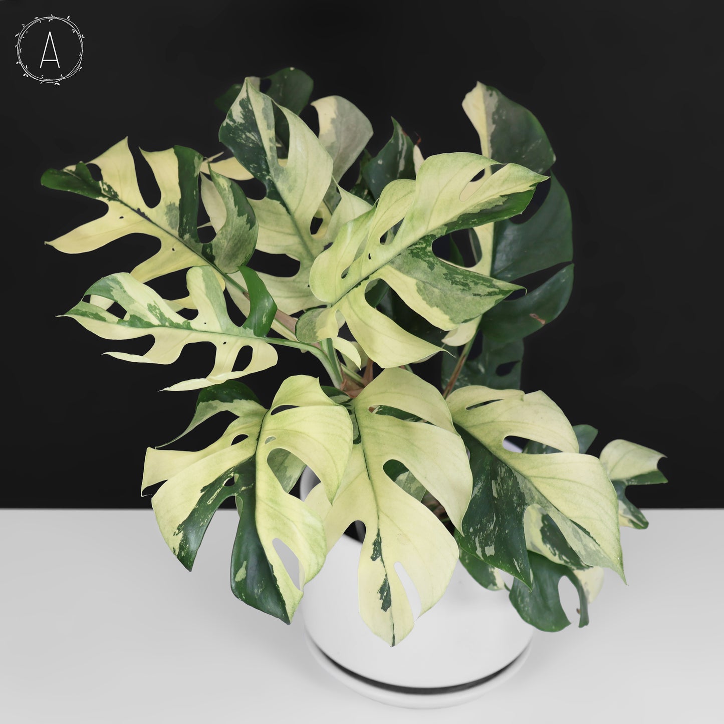 Rhaphidophora Tetrasperma Variegated