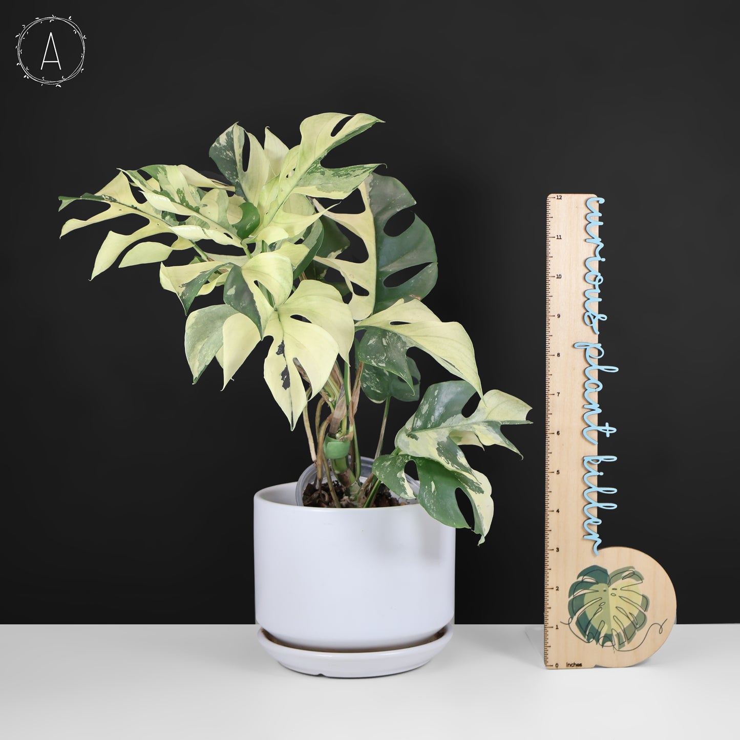 Rhaphidophora Tetrasperma Variegated