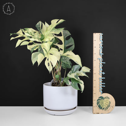 Rhaphidophora Tetrasperma Variegated