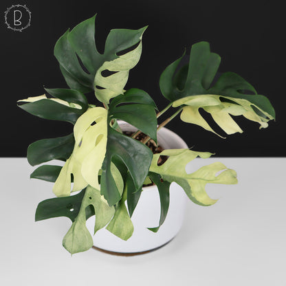 Rhaphidophora Tetrasperma Abigarrada