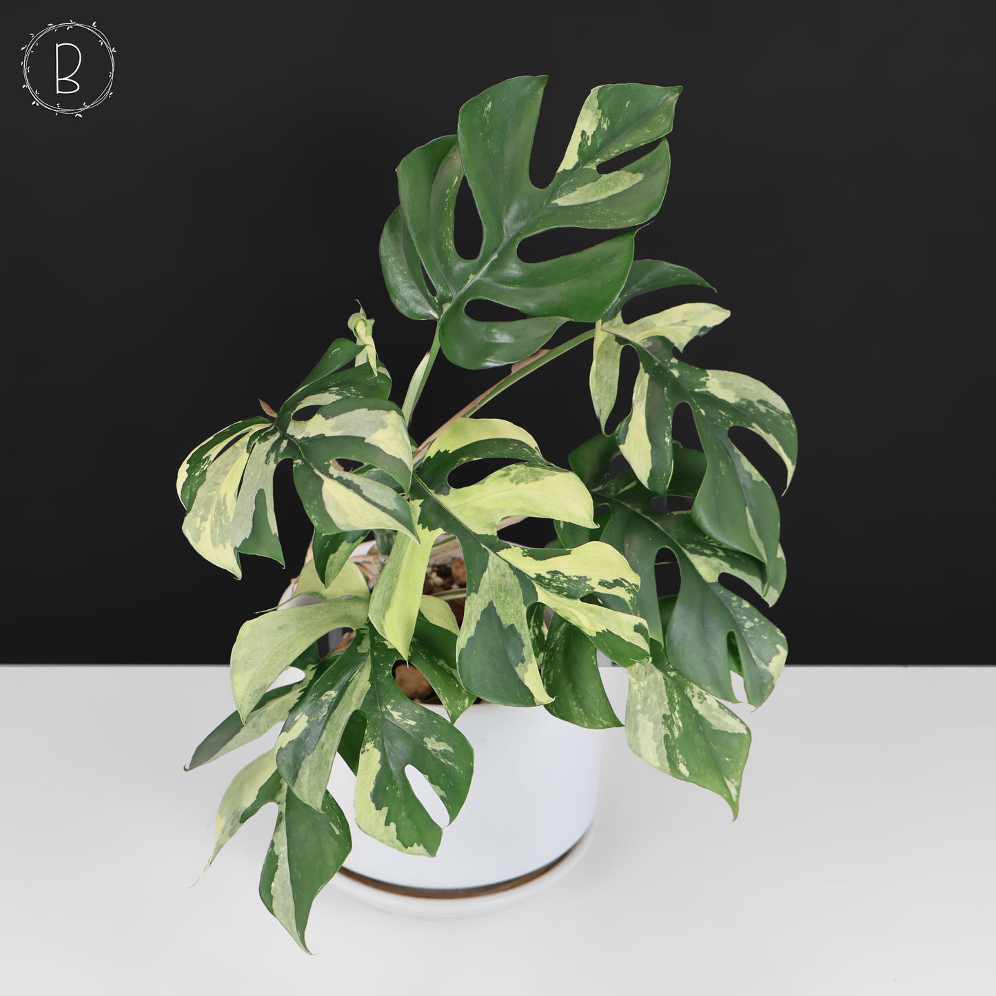 Rhaphidophora Tetrasperma Variegated