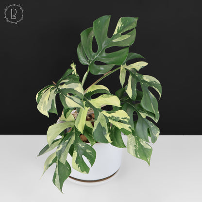 Rhaphidophora Tetrasperma Variegated