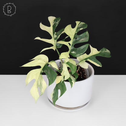Rhaphidophora Tetrasperma Variegated