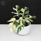Rhaphidophora Tetrasperma Variegated