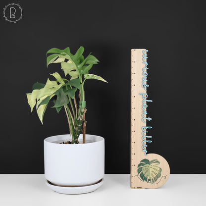 Rhaphidophora Tetrasperma Abigarrada