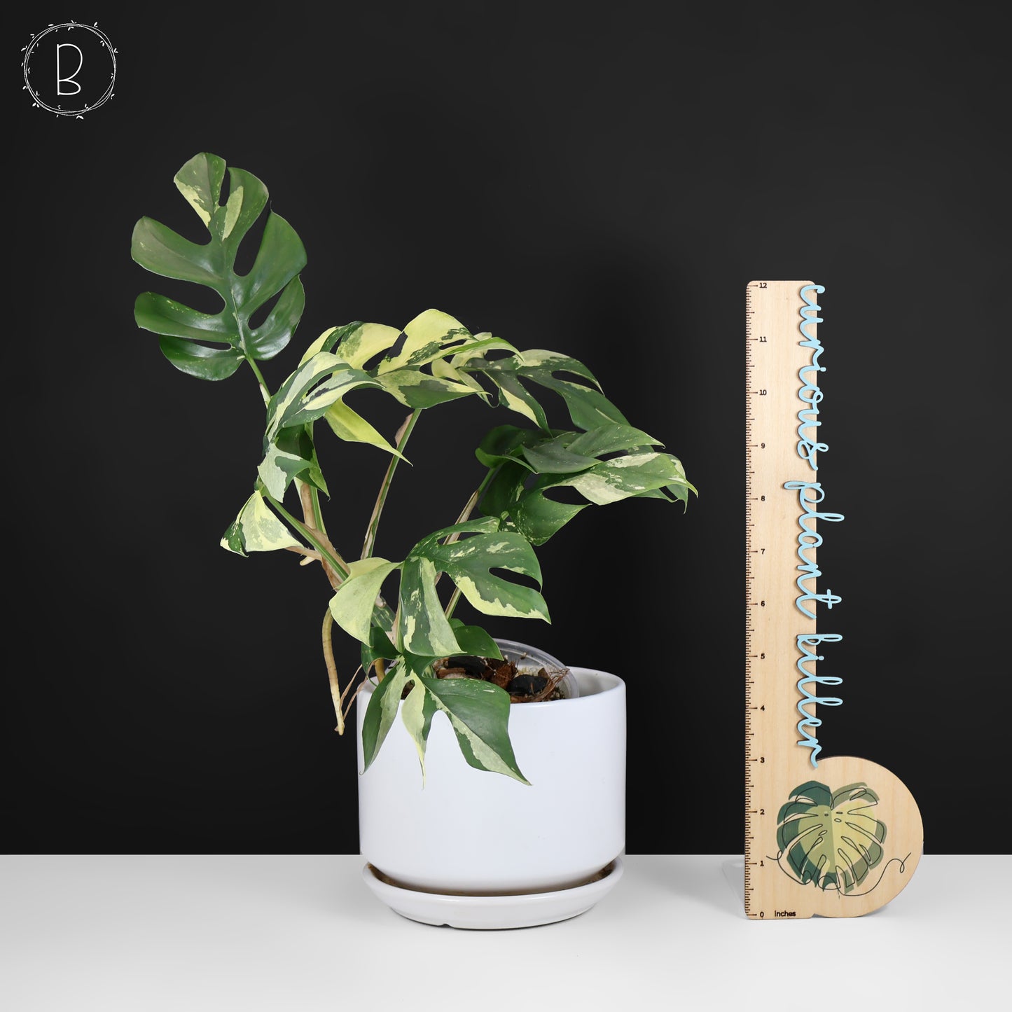 Rhaphidophora Tetrasperma Variegated