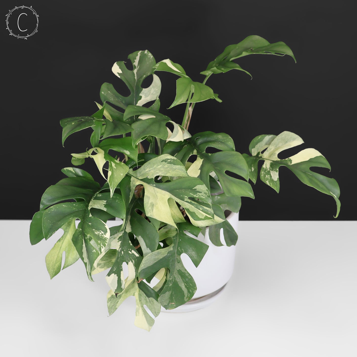 Rhaphidophora Tetrasperma Abigarrada