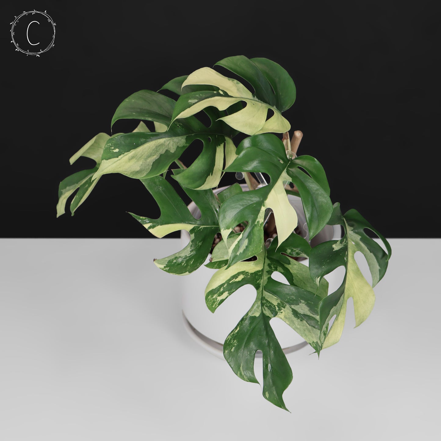 Rhaphidophora Tetrasperma Variegated