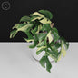 Rhaphidophora Tetrasperma Variegated