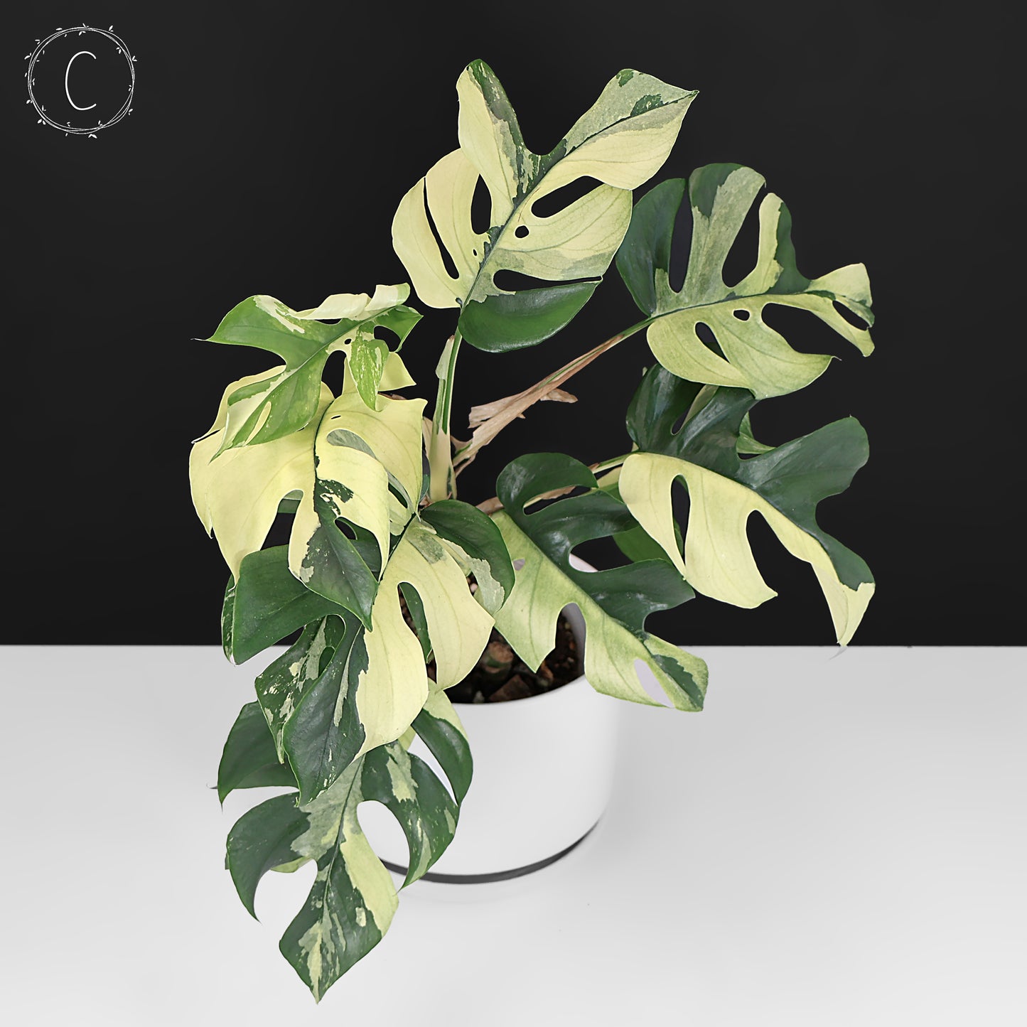 Rhaphidophora Tetrasperma Variegated