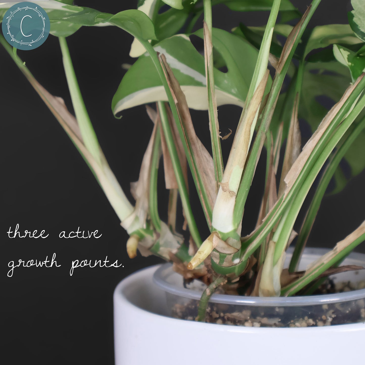 Rhaphidophora Tetrasperma Abigarrada