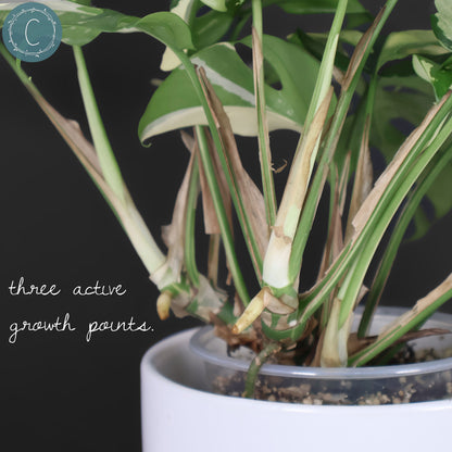 Rhaphidophora Tetrasperma Abigarrada