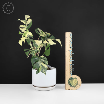 Rhaphidophora Tetrasperma Variegated