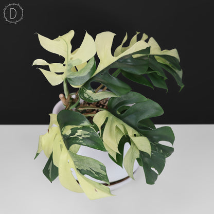 Rhaphidophora Tetrasperma Abigarrada