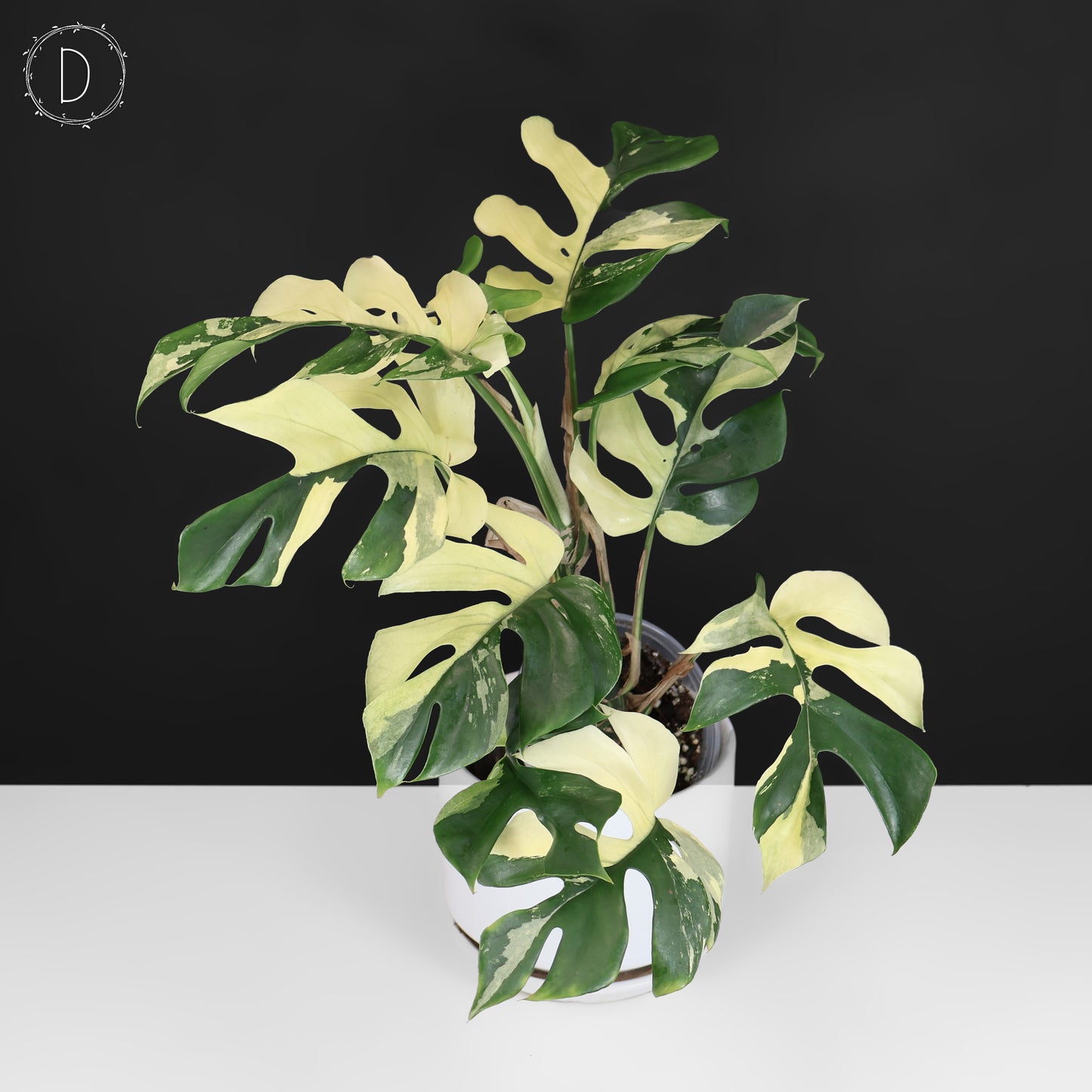 Rhaphidophora Tetrasperma Variegated