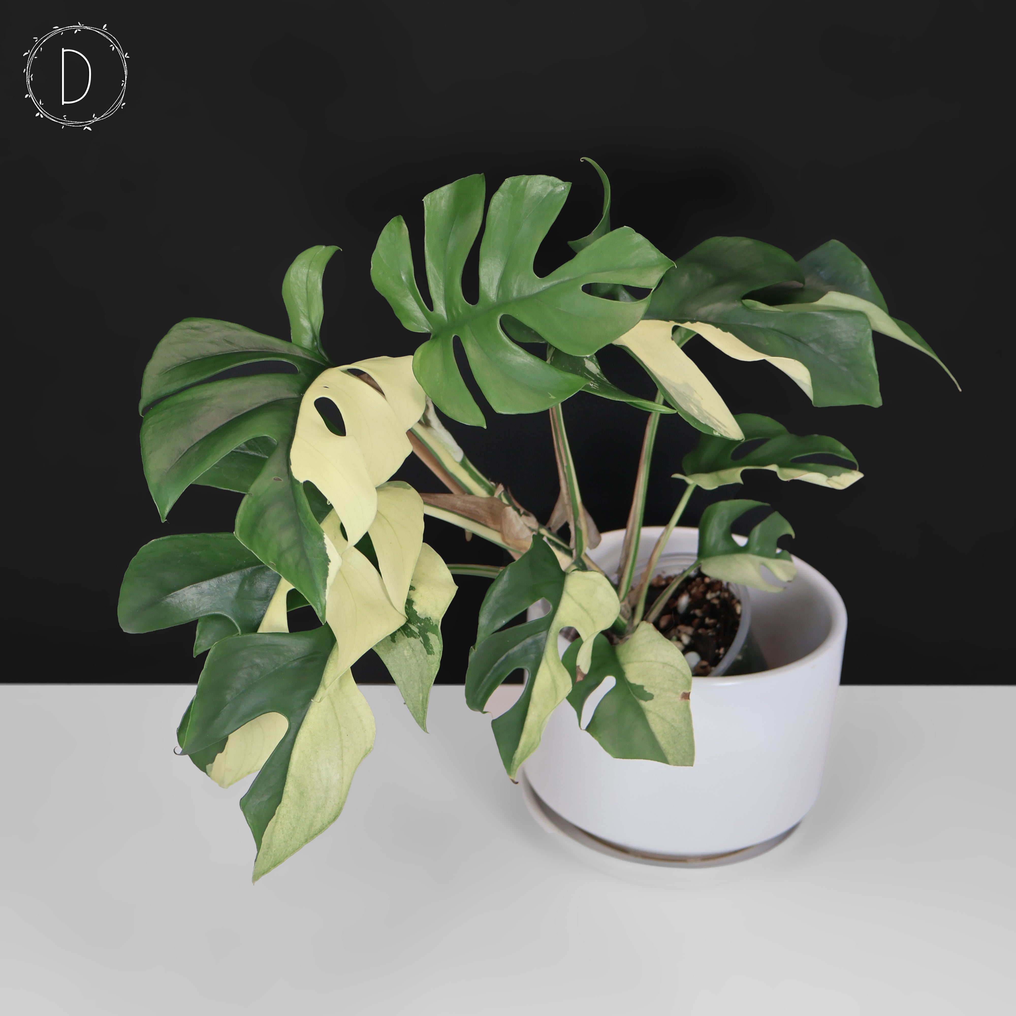 超希少　斑入りRhaphidophora Tetrasperma ‘Migma’ 142.jpg