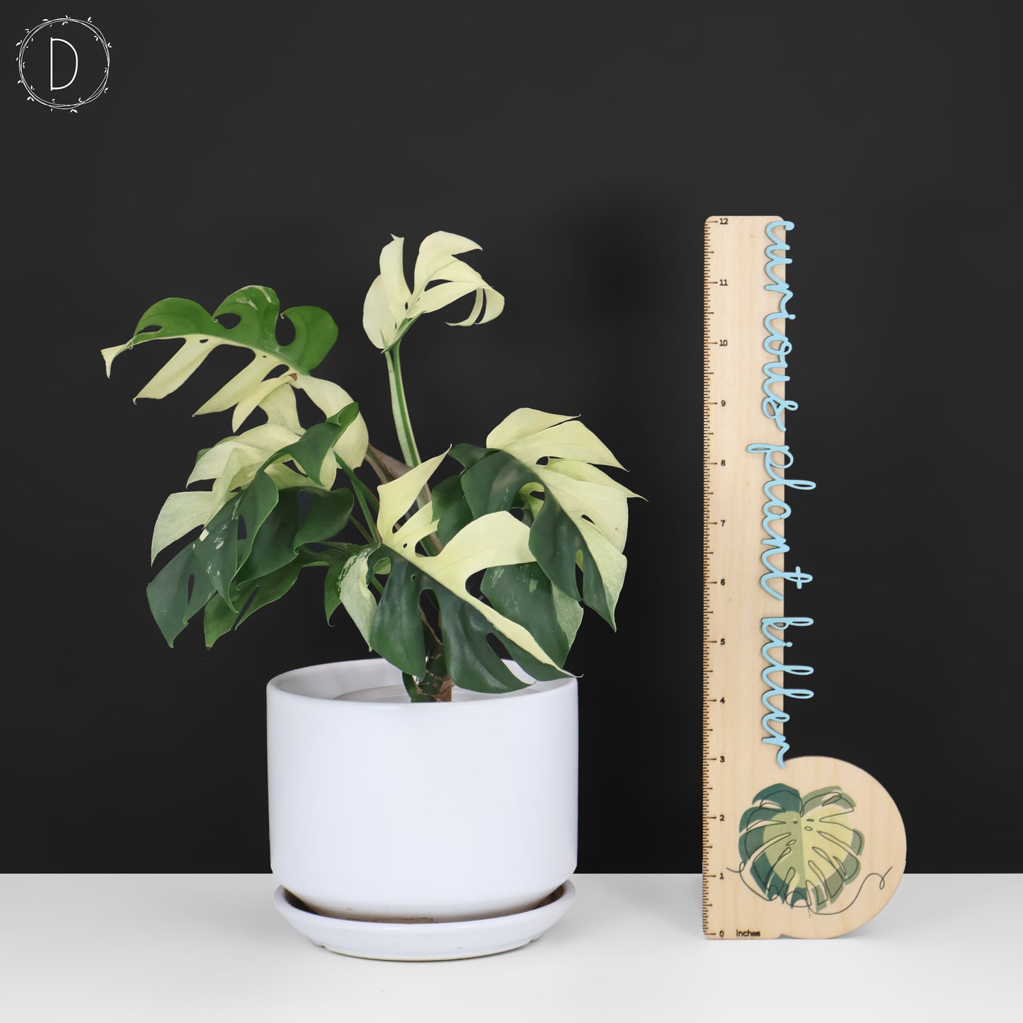 Rhaphidophora Tetrasperma Abigarrada