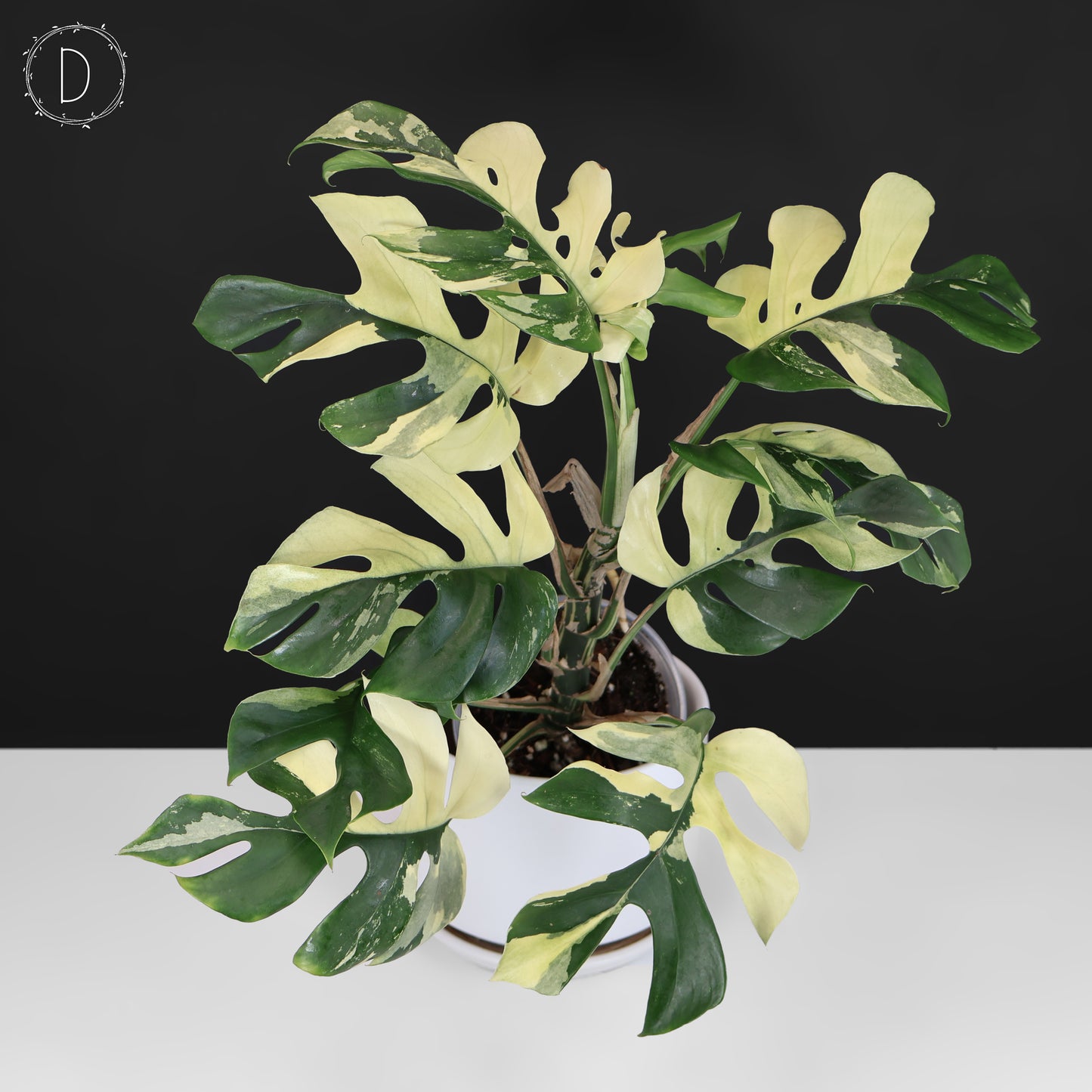 Rhaphidophora Tetrasperma Variegated