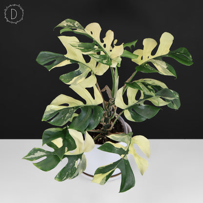 Rhaphidophora Tetrasperma Variegated