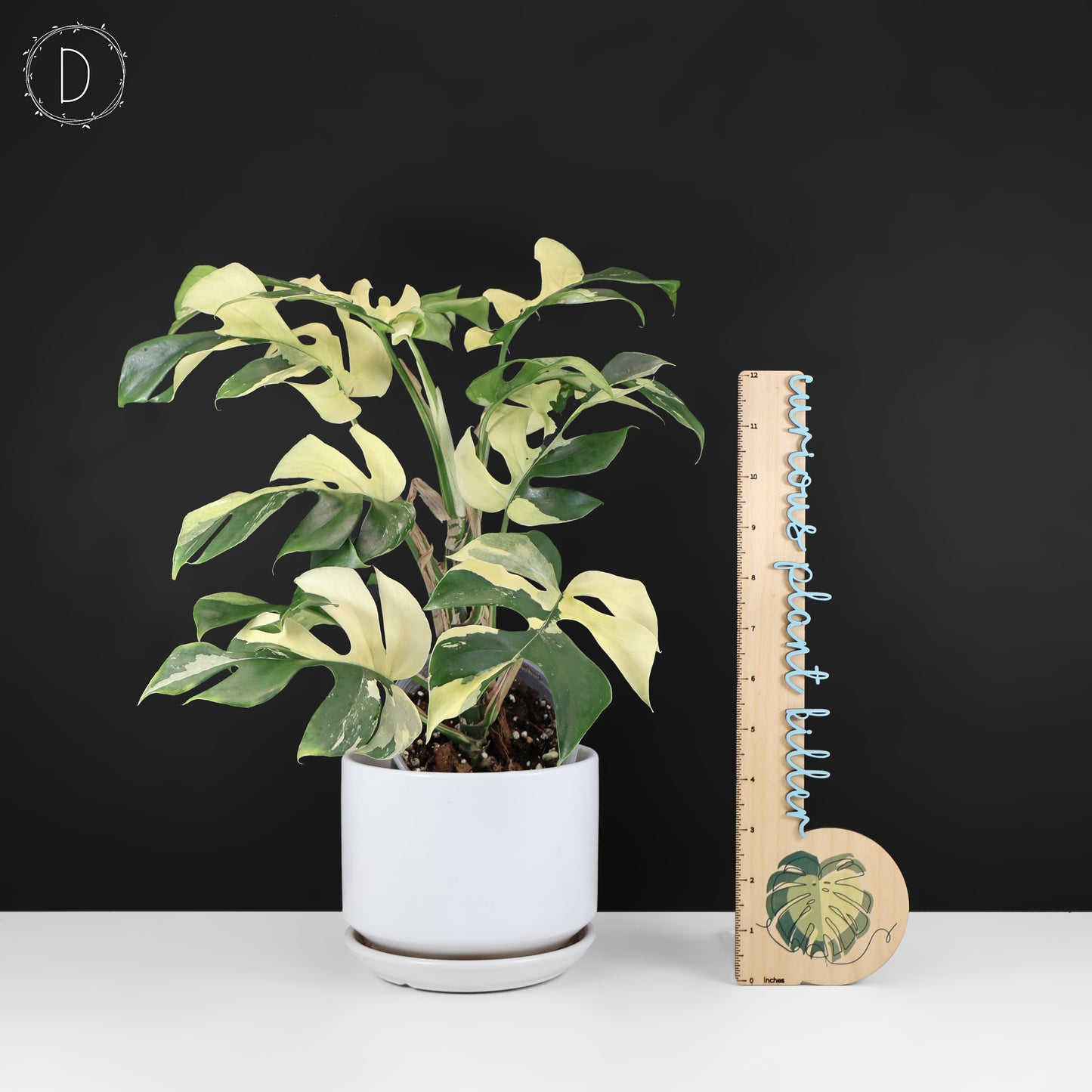 Rhaphidophora Tetrasperma Variegated