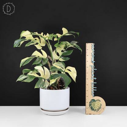 Rhaphidophora Tetrasperma Variegated