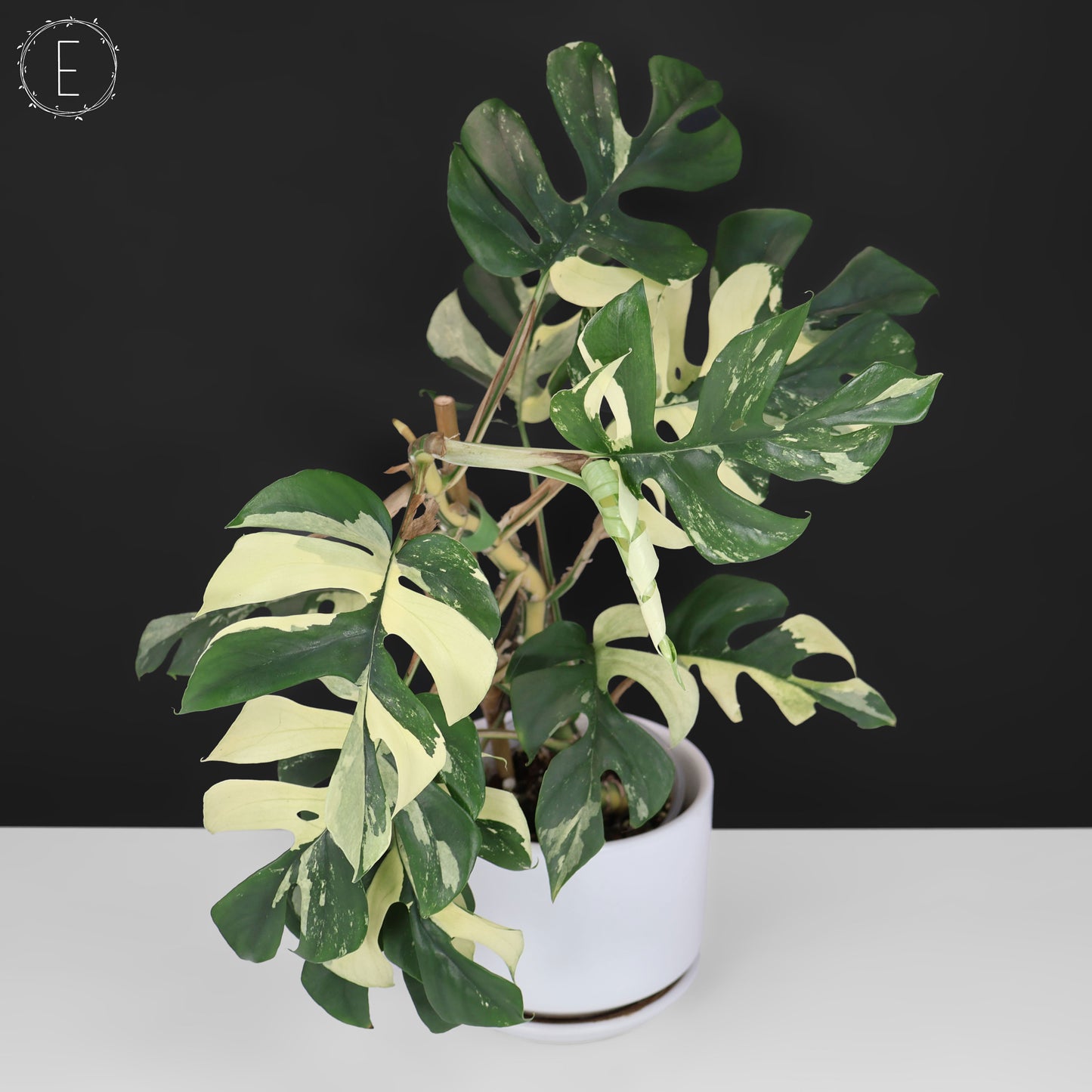 Rhaphidophora Tetrasperma Abigarrada