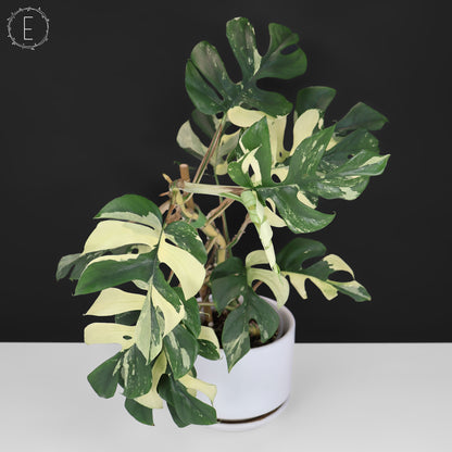 Rhaphidophora Tetrasperma Abigarrada